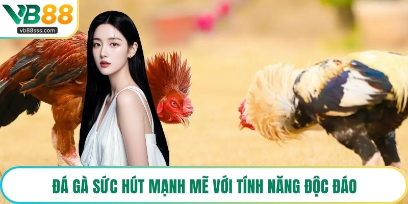 Đá gà sức hút mạnh mẽ với tính năng độc đáo