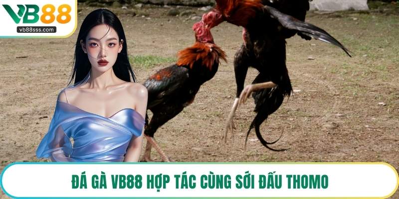 Đá Gà VB88 hợp tác cùng sới đấu Thomo