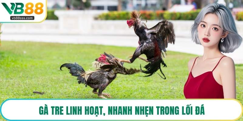 Gà tre linh hoạt, nhanh nhẹn trong lối đá